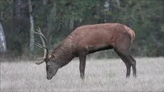 Brame du cerf en Sologne - 2020 HD