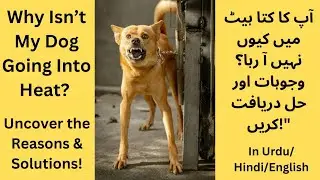 When Will My Dog Go Into First Heat | Why Is My Dog Not Going Into Heat |How To Bring My Dog On Heat