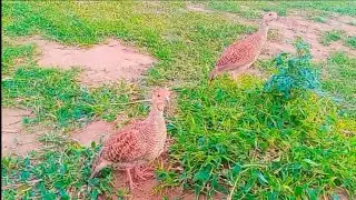 Khattak birds||kala teeter ki boli||Dakni Teeter ki boli||Teeter ki boli||Teeter ki Awaz|Kala Teeter