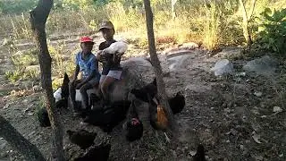 Started with only 4 hens to this👆🤗 #Farm up #mzee chickens# nhema chickens