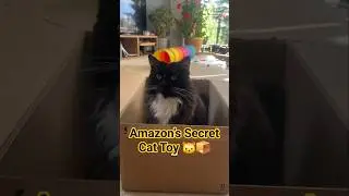 Cats&rsquo; Secret Playground 🐾 Hidden in Amazon Boxes🐱📦 #shorts