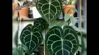 Anthurium crystallinum   Uncommon to Extremely House Plants