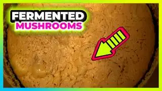 The Wonders of Fermenting Adaptogens and Mushrooms PART 2 🍄