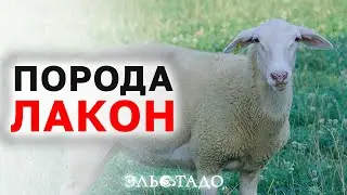 Овцы и бараны породы Лакон. Компания Эльстадо - доставка племенных животных из Европы! Овцеводство!