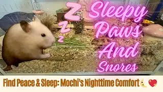 Relaxing Sleep Sounds: Drift to Sleep with Mochi: Say Goodbye to Loneliness