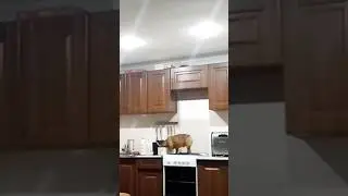 😈🦊Попалась с поличным #frenchbulldog #dog #dogs #bulldog #love #lol #short #live #hello