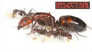 De Camponotus nicobarensis!! - insectsNL