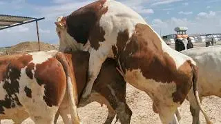 New Simmentals Arrived to Our Farm - Farming # 7 l Animal Mating