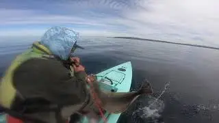 Solo Skiff Fishing California Halibut March 2020