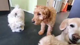 Puppy Parties April 13!
