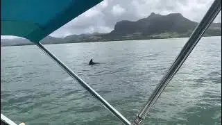 Dolphin 🐬 Mauritius