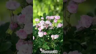 flowers3D the flowers rose #flowers #rainforrest #nature #rose #forestflower #garden #gardening #lov