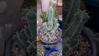Euphorbia Polyacantha #kakt&uuml;s #kaktus #cactus #kakt&uuml;sseverler #cacti