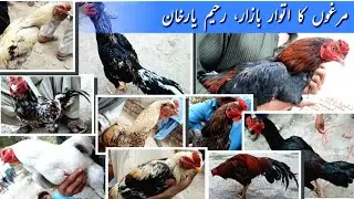 Part II ||Rahimyar Khan Sunday Birds Market || March 2023
