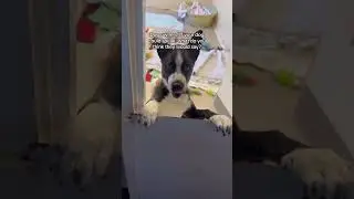 What would your dog say? | Dogs Trust