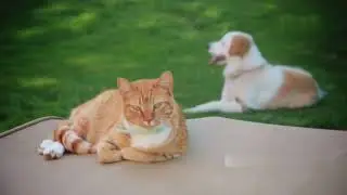 Cat and Dog &ndash; The Village Life
