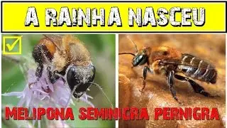 A rainha nasceu!! Uru&ccedil;u Roxa (Melipona Seminigra Pernigra)