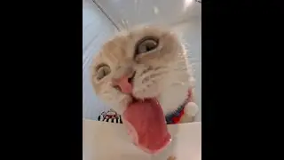 Start feeding your electronic pet #All things are lovely plan #cats #cat eating broadcast # raw meat