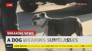 Cops Discover Dog Wearing Sunglasses