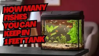 How many Fishes you can keep in 1 feet t | #fishtankservices #fishtankideas #fish