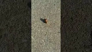 Cicada InvadaZ ORIGINAL FOOTAGE