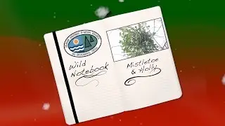 Wild Notebook: Mistletoe & Holly