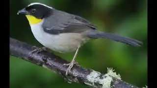 White naped Brushfinch