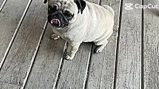 Pug photo