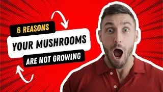 6 reasons your mushrooms are not growing