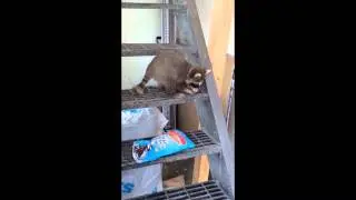 Raton laveur qui mange des chips