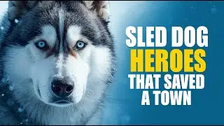 Siberian Husky &ndash; The Sled Dogs That Carried Lifesaving Medicine | True 1925 Serum Run Story
