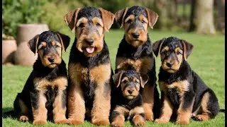 10 Fun Facts About Airedale Terriers You Didn't Know!