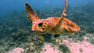 Belize Barrier Reef | Brian & Lillian | April 2024