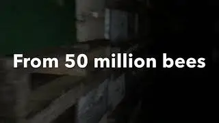 This is what 50 million bees sounds like in a Manitoba Winter Shed
