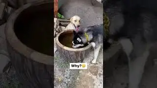 🐈🐈🐈😆😍#trueline #words #tamil #dubbing #dogcomedy #motivation #doglife #love #pets #workout #viral