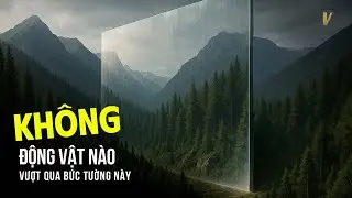 Bức tường vô hình mà không sinh vật nào dám vượt qua