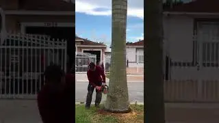 Down comes the Cuban Royal Palm
