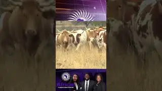Mixed Reaction Over Botswana Importing Cattle From U.S