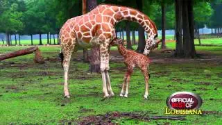 Global Wildlife - Best Wildlife Adventure - Louisiana 2014