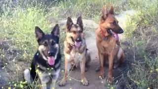 K9Conservatory-IMPULSE Control practice