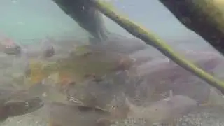 Spawning Cutthroat Trout at Henrys Lake