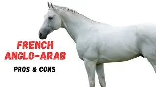 French Anglo-Arab Horse Pros and Cons -  French Anglo-Arab Horse Advantages and Disadvantages