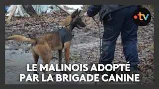 Le malinois Galbi abandonné puis adopté par la brigade canine de Nancy