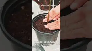 Planting Ginger for a Fresh Supply#farming#gardening