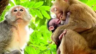 So Pity Jinx Crying Loudly! Why Jade Can Not Help Her Little Baby Monkey! Bonita Cruel Kidnapper!