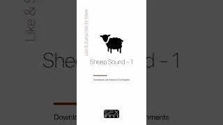 Sheep Sound 🐑 / baa sound effect / sheep baaing