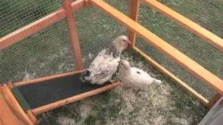 CASTLECREEK Backyard Chicken Coop