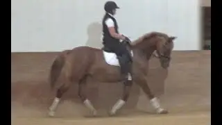 Sangria Dressage North American Sport 'Pony'