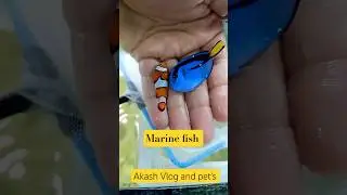 Marine fish | Juvenile Clown Fish | Juvenile Blue Tang Fish | Marine aquarium| Salt water fish