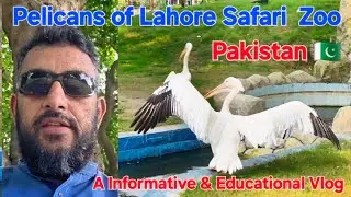 Wildlife Safari Zoo Lahore Pelicans | A Informative & Educational Vlog by | Mini Zoo Jalalpur jattan
